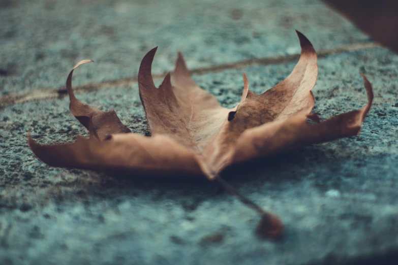 a leaf that is laying on the ground, by Elsa Bleda, pexels contest winner, vintage color, teal aesthetic, muted brown, ignant