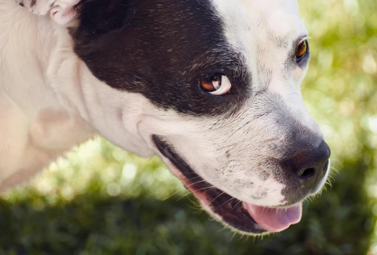 a close up of a dog with a frisbee in its mouth, a portrait, unsplash, brown eyes and white skin, manuka, pits, black spot over left eye