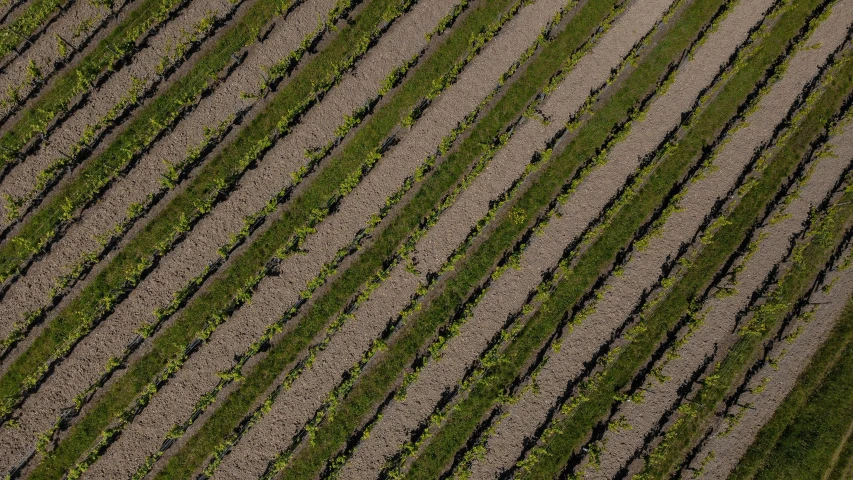 an aerial view of a field of crops, by David Simpson, pexels contest winner, precisionism, wine, square lines, photorealist, morning detail