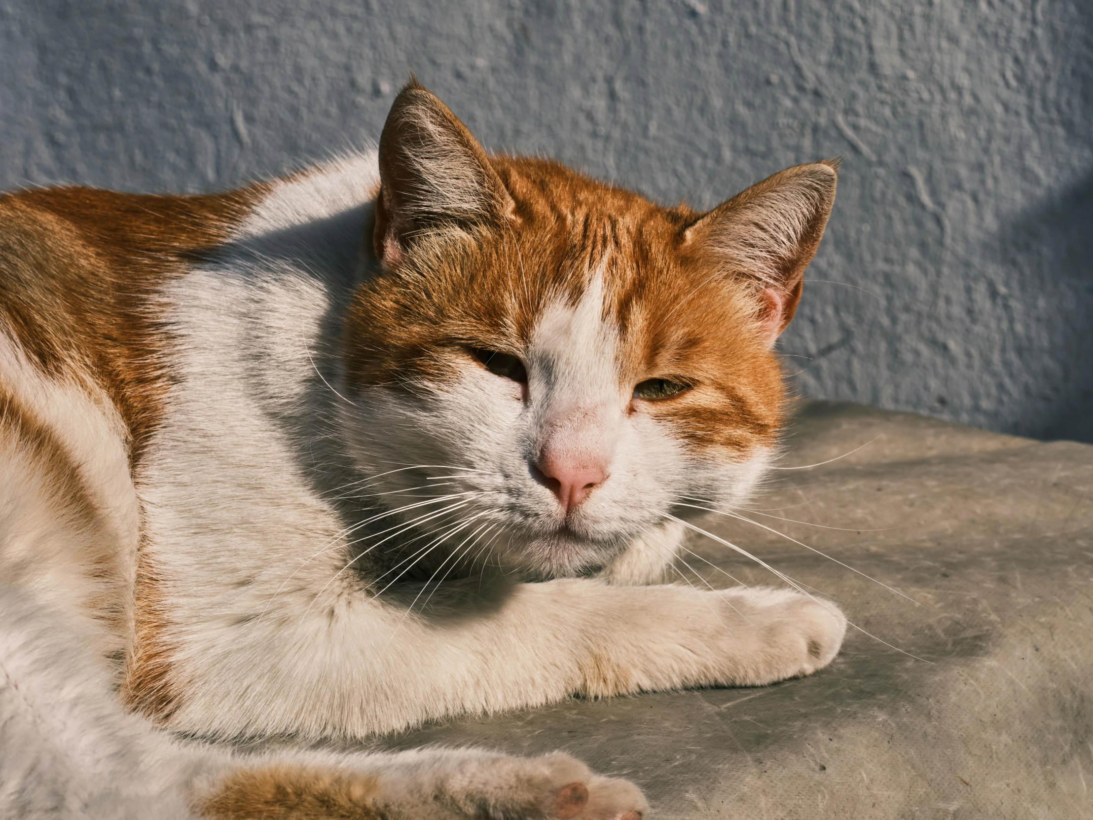 a cat that is laying down on the ground, pexels contest winner, white and orange, old male, warm shading, gif