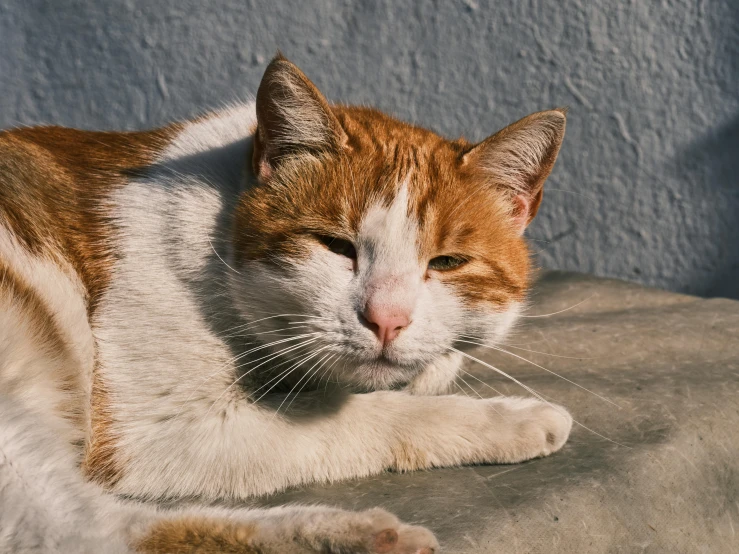 a cat that is laying down on the ground, pexels contest winner, white and orange, old male, warm shading, gif