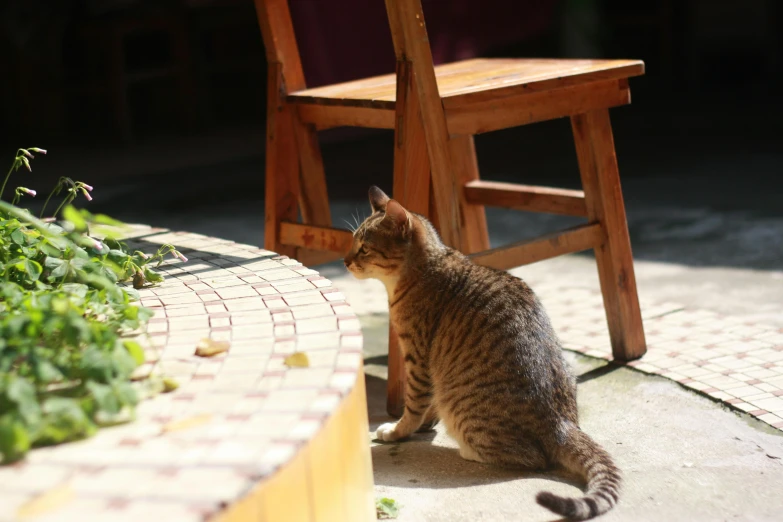 a cat sitting next to a wooden chair, on a table, in the sun, tabaxi male, patio