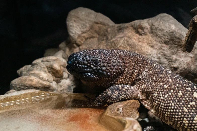 a lizard sitting on top of a pile of rocks, biodome, wet amphibious skin, lit from the side, indoor