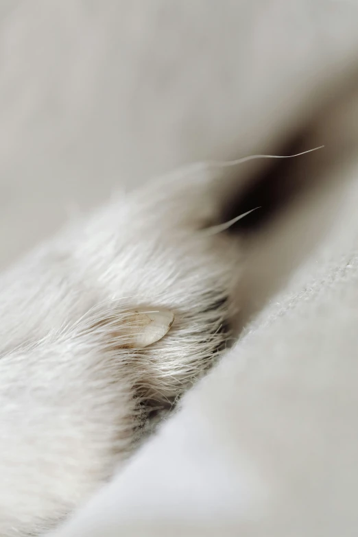 a close up of a white dog's paw, a macro photograph, by Elsa Bleda, trending on pexels, cat tail, torn fabric, lapel, cysts