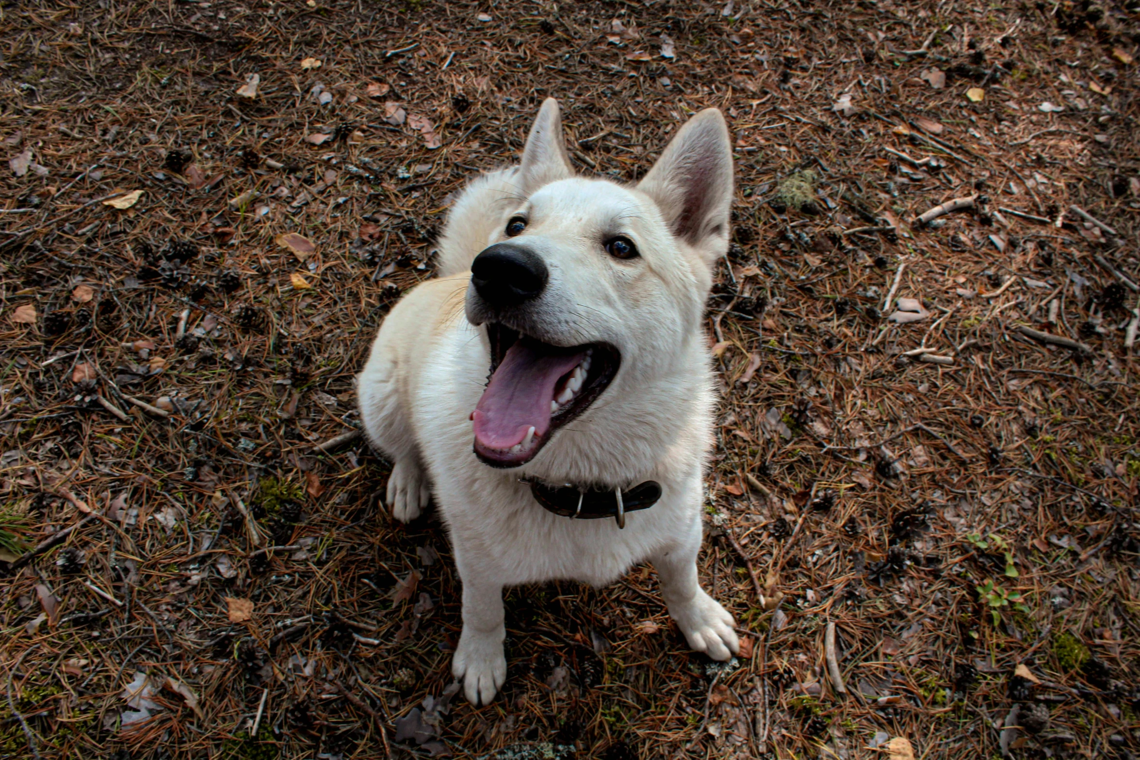 a white dog is sitting on the ground, a portrait, by Eero Järnefelt, unsplash, grinning lasciviously, shibu inu, a high angle shot, brown