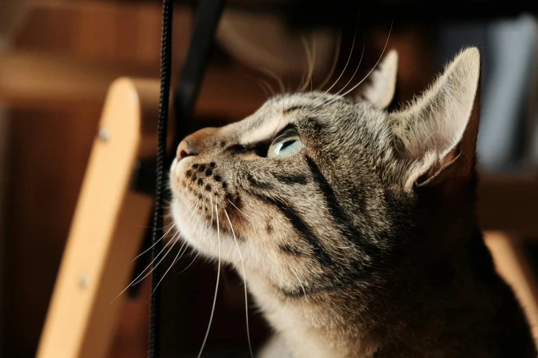 a cat sitting on top of a wooden chair, up close, looking at the ceiling, smooth chin, whiskers hq