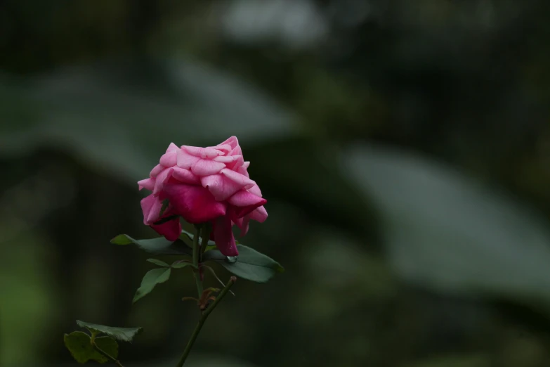 a pink rose with lots of green leaves on a bush