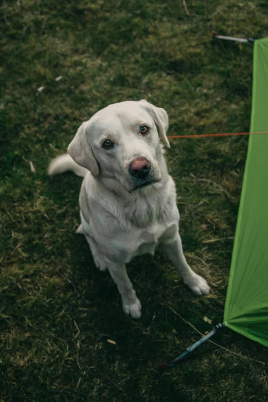 a white dog sitting next to a green umbrella, a picture, unsplash, tents, square, transparent labs, looking up at camera