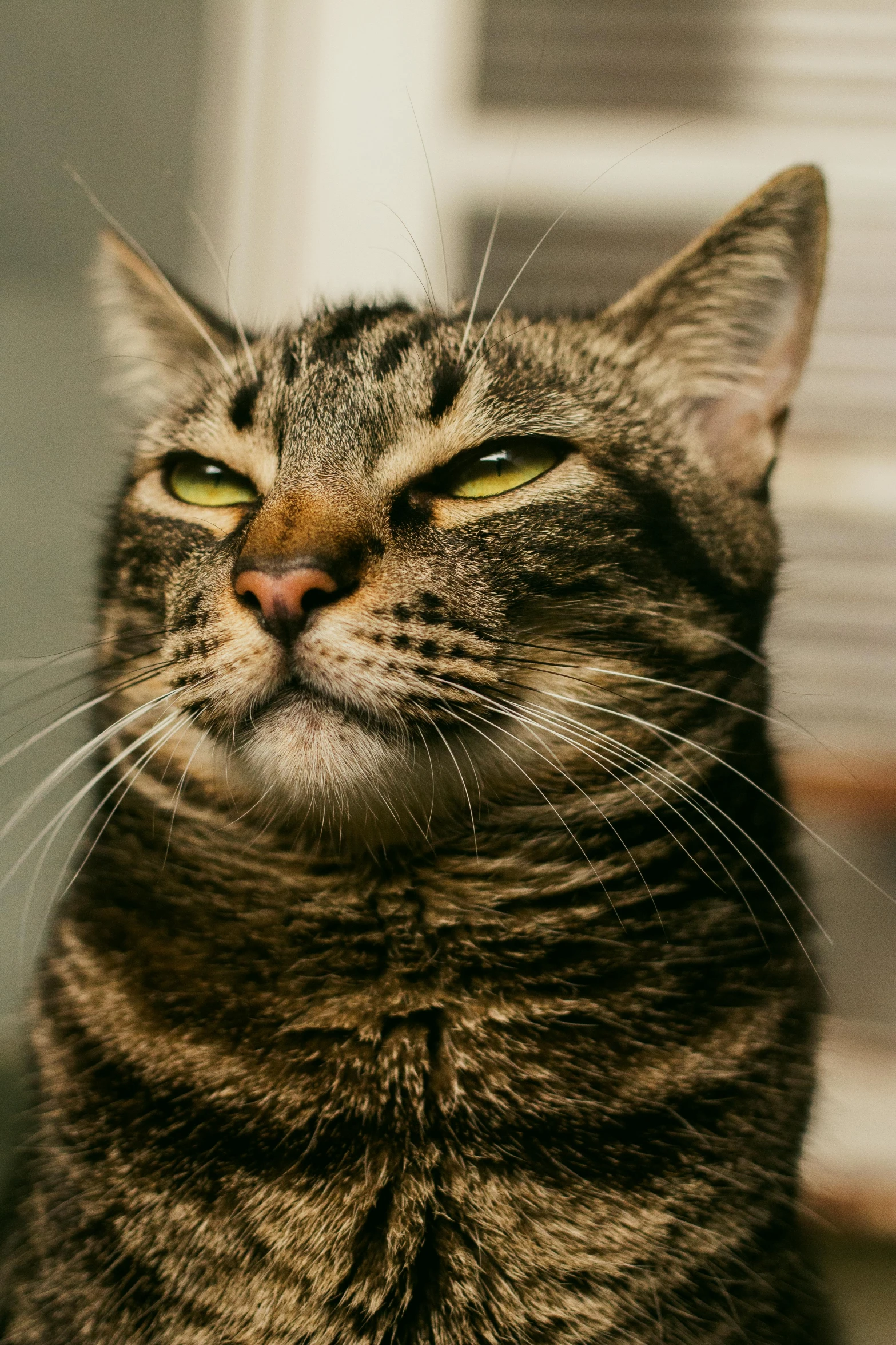 a close up of a cat sitting on a table, sneering at the camera