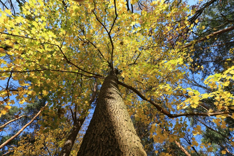 a tall tree with yellow leaves against a blue sky, by Carey Morris, # nofilter, ((trees)), fan favorite, wideangle