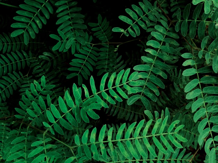 a close up of a plant with green leaves, avatar image, forestpunk background, dark green, panels