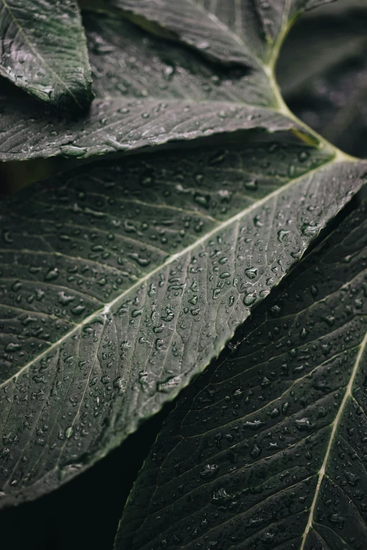 a close up of a leaf with water droplets on it, unsplash, chewing tobacco, matte detailed photo, black, mint