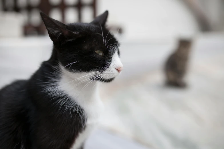 a black and white cat sitting next to another cat, unsplash, old male, with a white nose, looking from side, shot on sony a 7