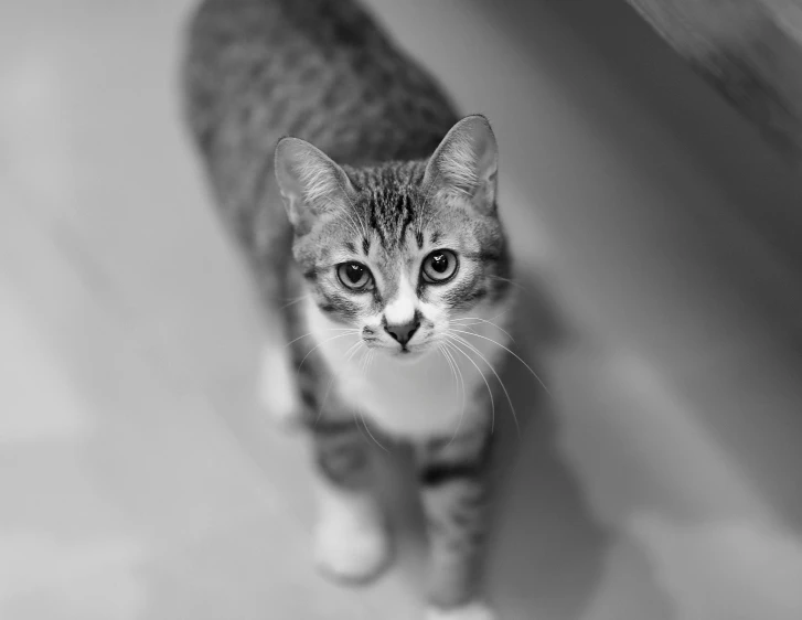 a black and white photo of a cat, a black and white photo, pexels, silver eyes full body, high angle closeup portrait, young and cute, serious business