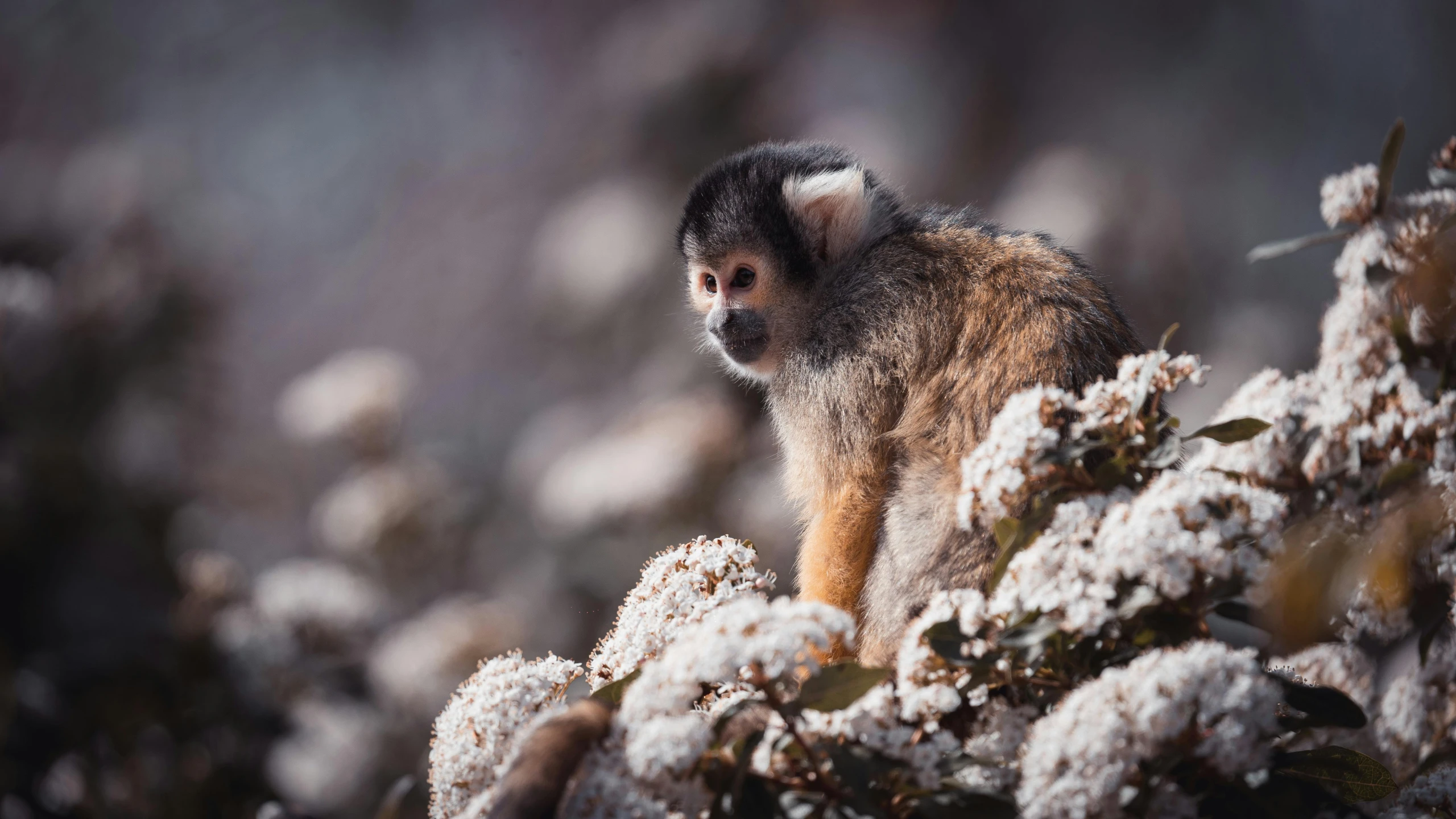 a monkey sitting on top of a bush covered in snow, trending on pexels, baroque, madagascar, portrait of a small, spanish, high