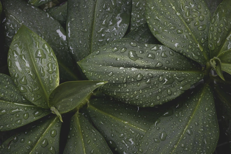 a close up of a plant with water droplets on it, unsplash, photorealism, highly detailed leaves, high quality product photo, overcast, alessio albi
