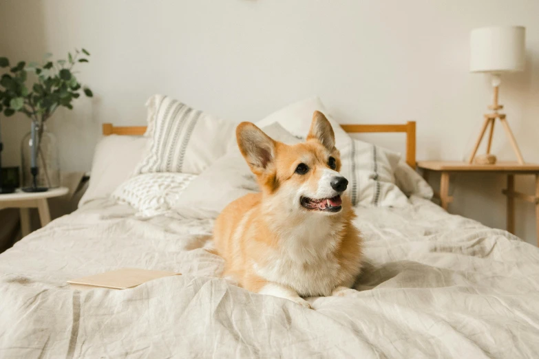 a tan and white corgi sits on a bed