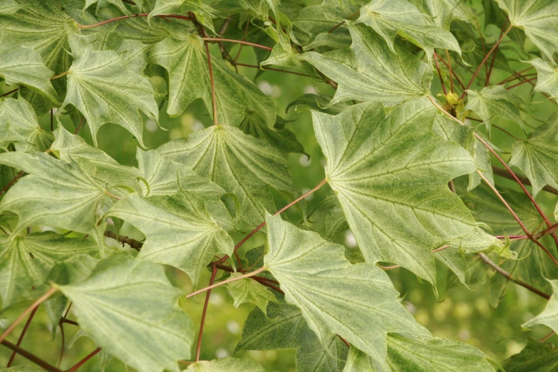 a close up of some leaves on a tree, hurufiyya, overgrown ivy plants, light grey mist, polished maple, award - winning