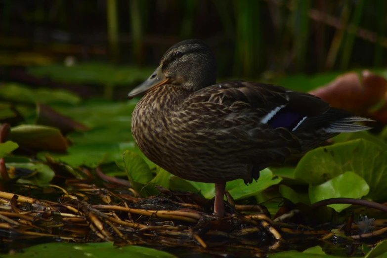 a duck that is standing in the water, sitting on a leaf