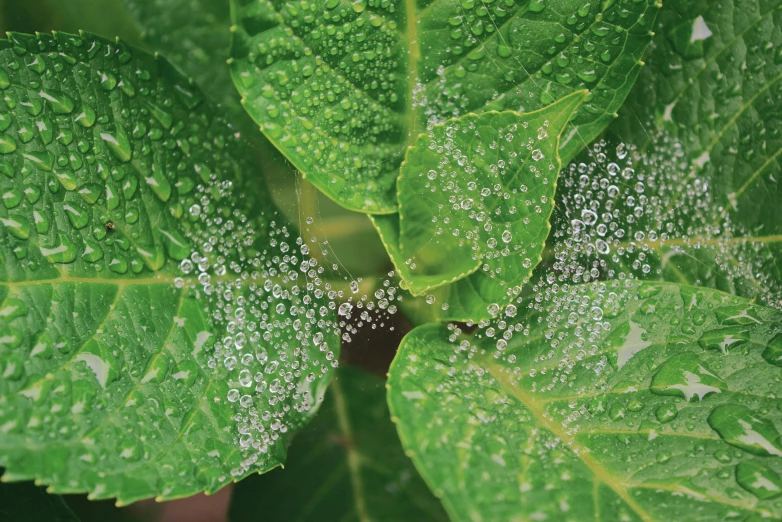 a close up of a leaf with water droplets on it, renaissance, spiderwebs, next to a plant, promo image, bubbles