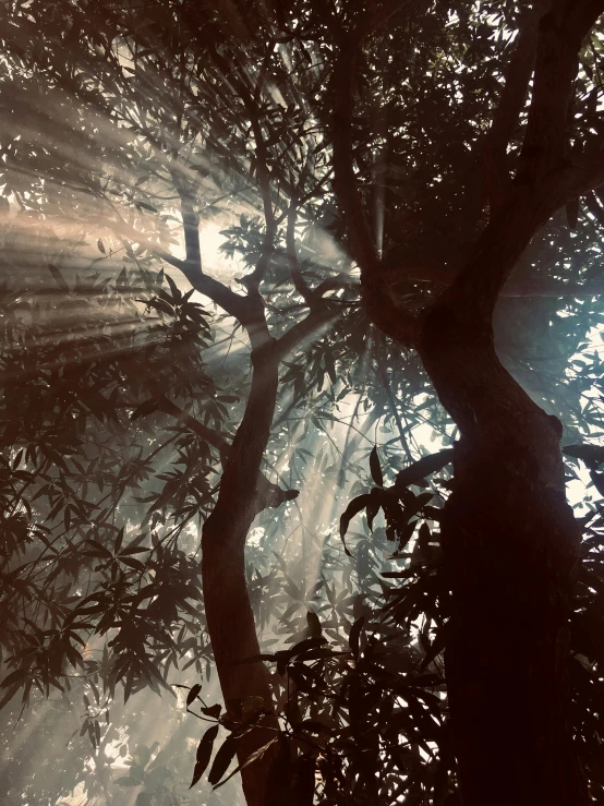the sun shines through the branches of a tree, unsplash contest winner, light and space, ((trees)), eerie jungle, captured on iphone, ((mist))