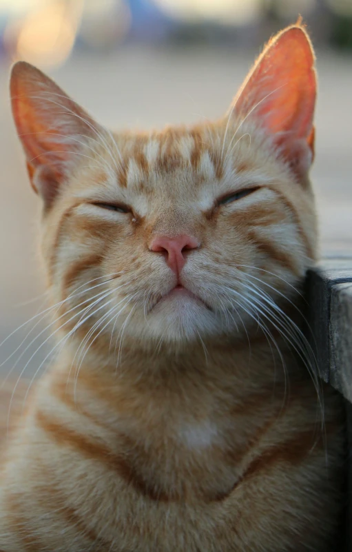 a close up of a cat with its eyes closed, winking at the camera, in a chill position, square nose, orange