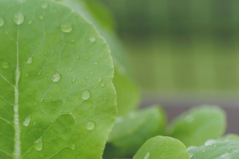 a close up of a leaf with water droplets on it, unsplash, rows of lush crops, fine details 8k octane rendering, medium-shot, green mist