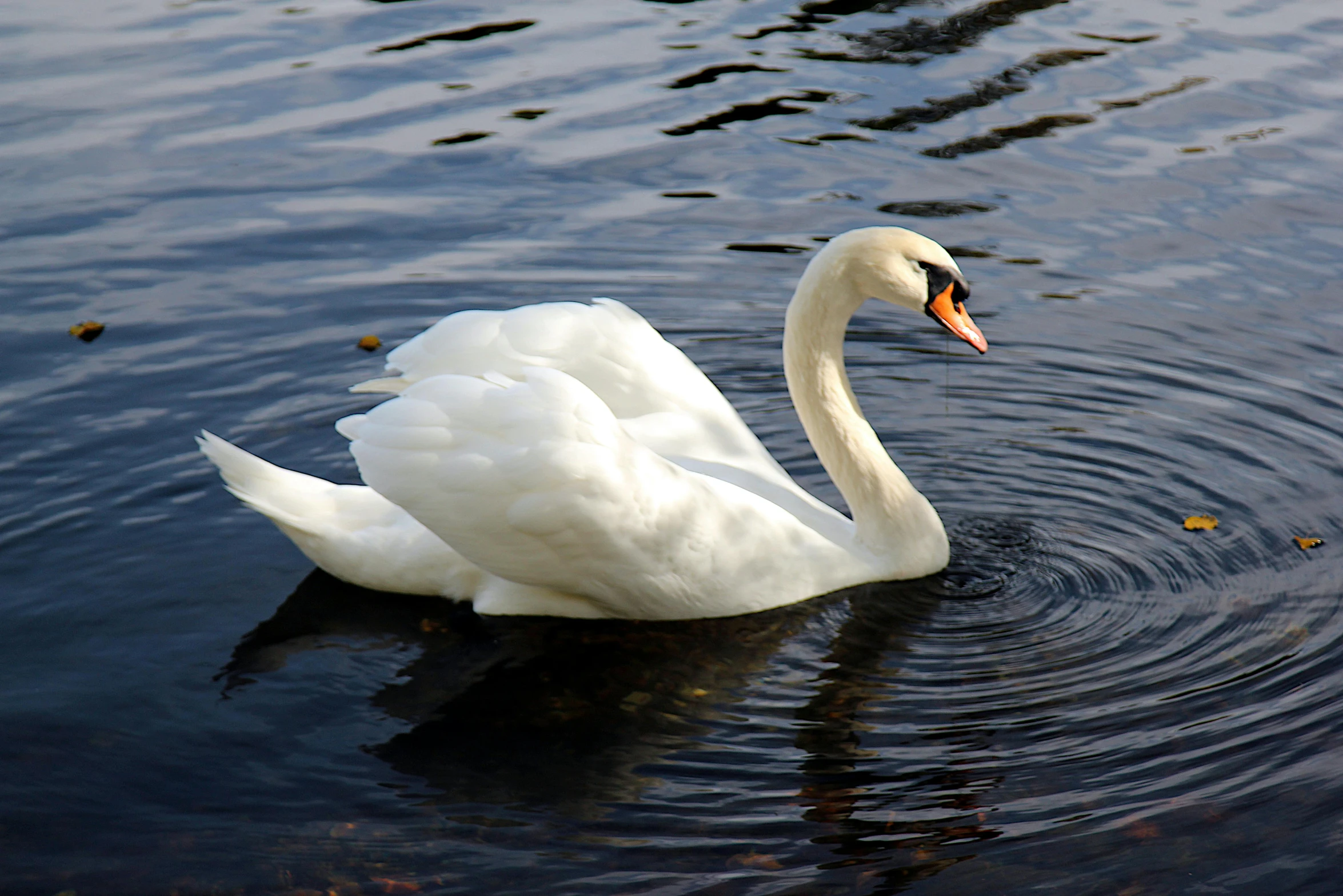 a white swan floating on top of a body of water, at the waterside