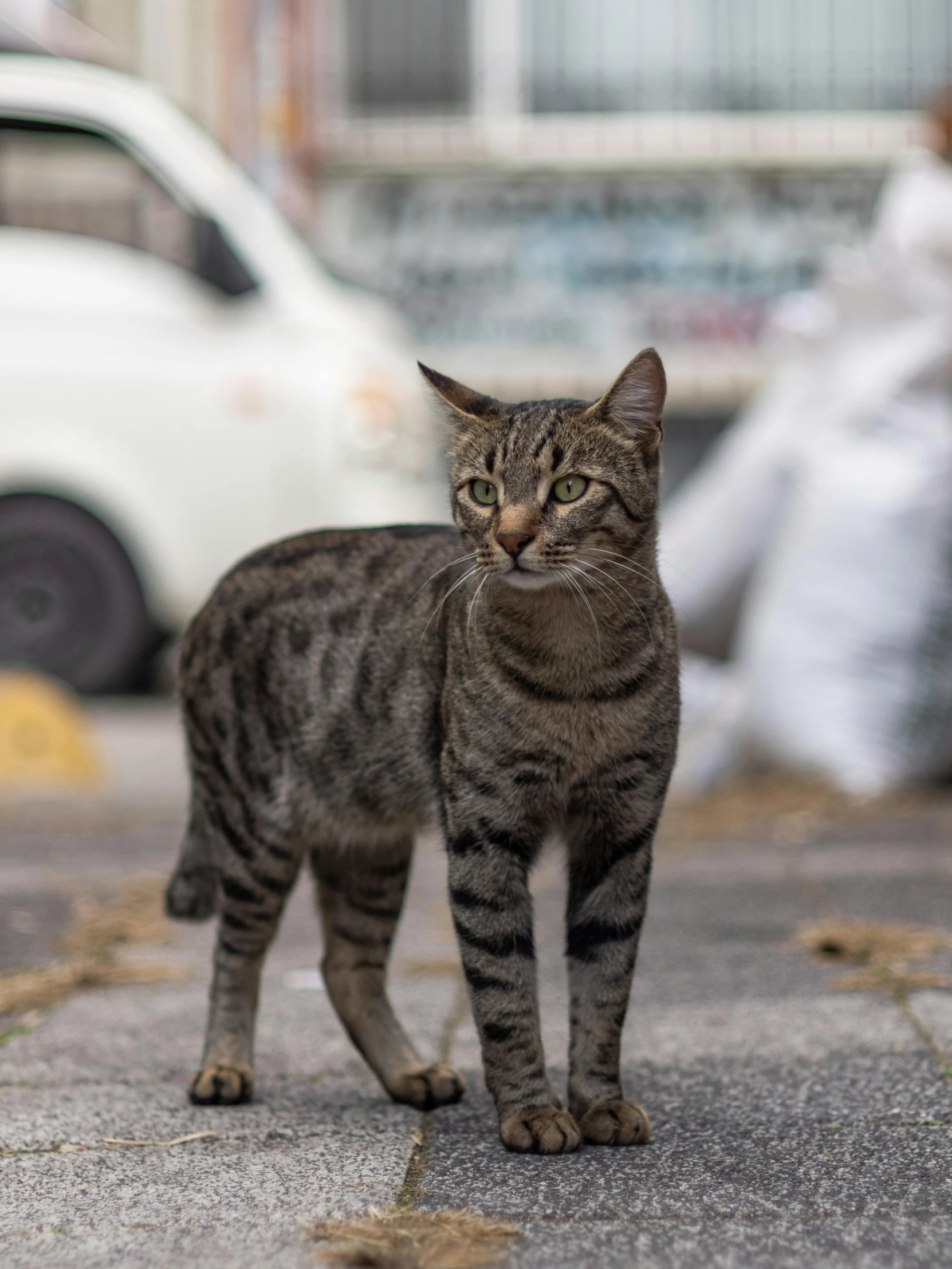 a cat that is standing in the street, facing the camera