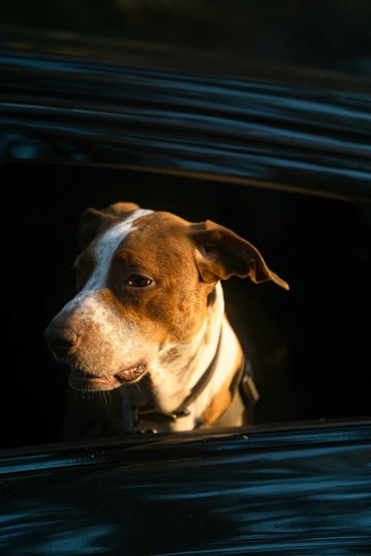 a brown and white dog looking out of a car window, by Matt Cavotta, pexels contest winner, photorealism, evening light, made in unreal engine 5, pitbull, australian