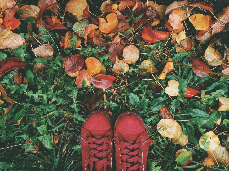 a pair of red shoes sitting on top of a lush green field, by Lucia Peka, pexels, autumn leaves background, crimson clothes, thumbnail, flat color