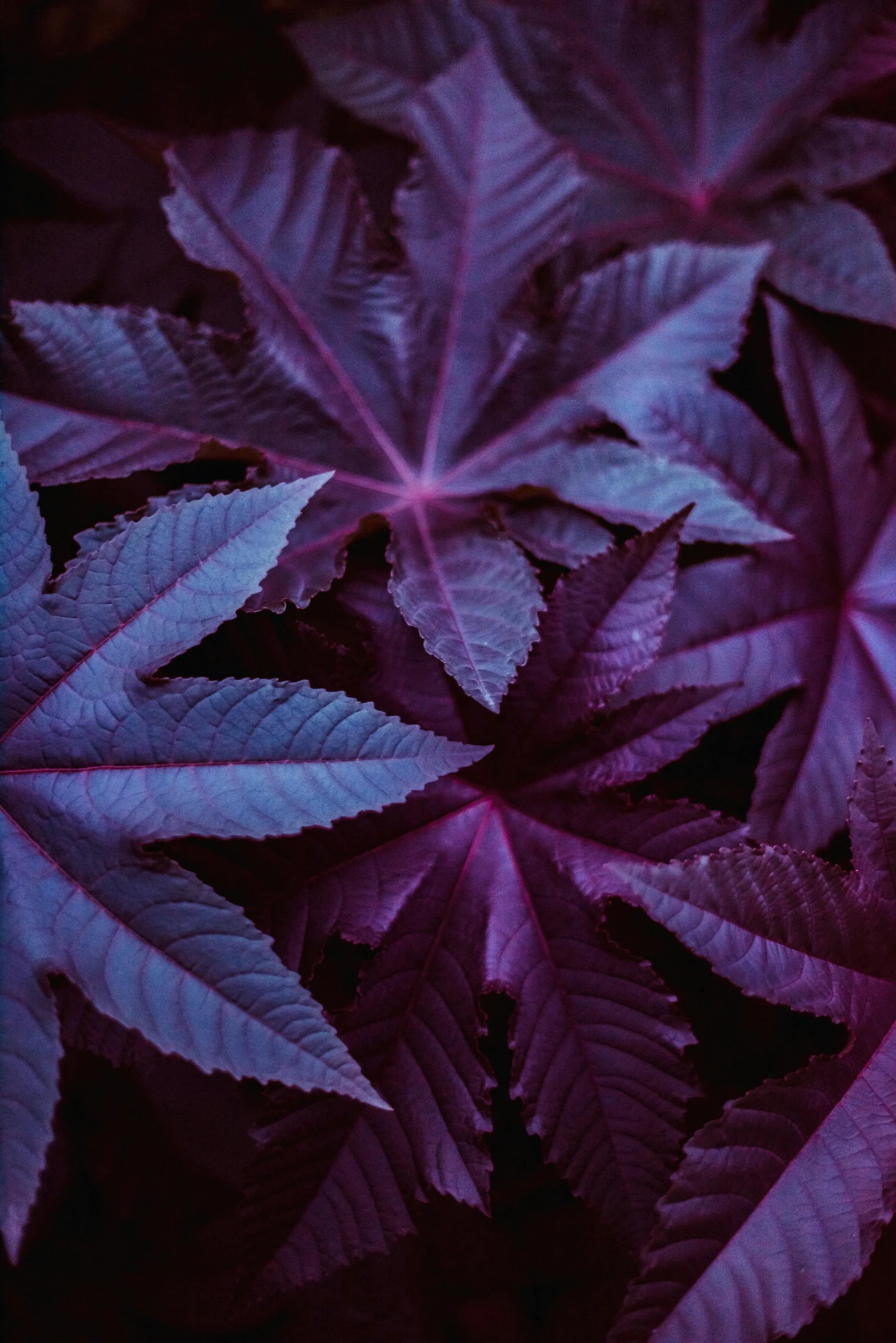 a close - up image of purple leaves