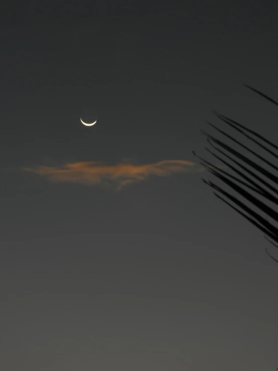 a crescent in the sky with a palm tree in the foreground, hurufiyya, subtle smile, february)