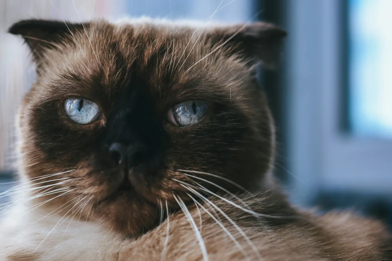 a close up of a cat with blue eyes, pexels contest winner, dignified, blue toned, instagram picture, brown almond-shaped eyes