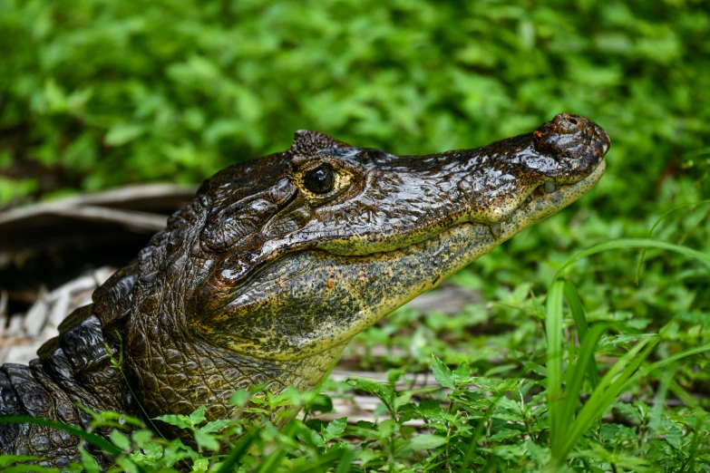 an alligator that is laying down in the grass, a portrait, by Dan Luvisi, pexels contest winner, portrait of a small, istock, brown, louisiana