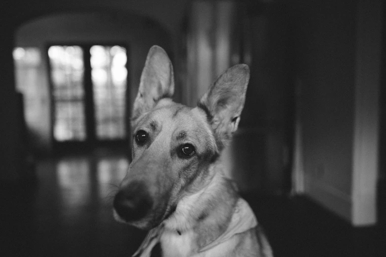 a black and white photo of a dog, unsplash, renaissance, long pointy ears, photo taken on fujifilm superia, portrait of tintin, she is facing the camera