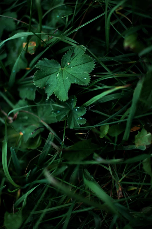 a yellow fire hydrant sitting on top of a lush green field, inspired by Elsa Bleda, unsplash, sheltering under a leaf, clover, alessio albi, grass texture