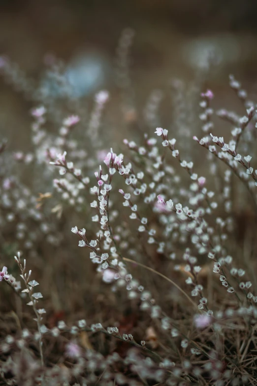 a bunch of small white flowers in a field, a macro photograph, inspired by Elsa Bleda, trending on unsplash, pink and grey muted colors, tumbleweeds, cinematic shot ar 9:16 -n 6 -g, today\'s featured photograph 4k