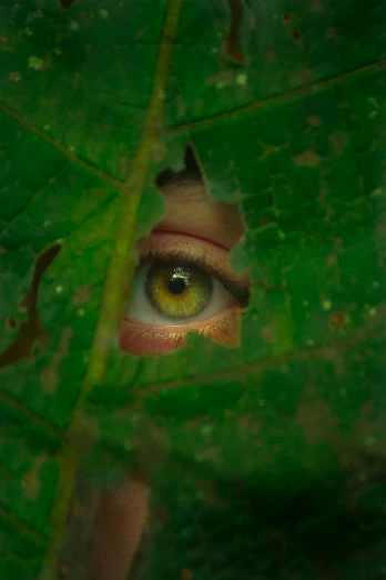 a close up of a leaf with a person's eye, inspired by Elsa Bleda, poison ivy, looking out, yellow eyes, looking outside