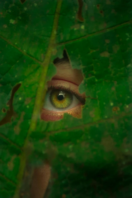 a close up of a leaf with a person's eye, inspired by Elsa Bleda, poison ivy, looking out, yellow eyes, looking outside