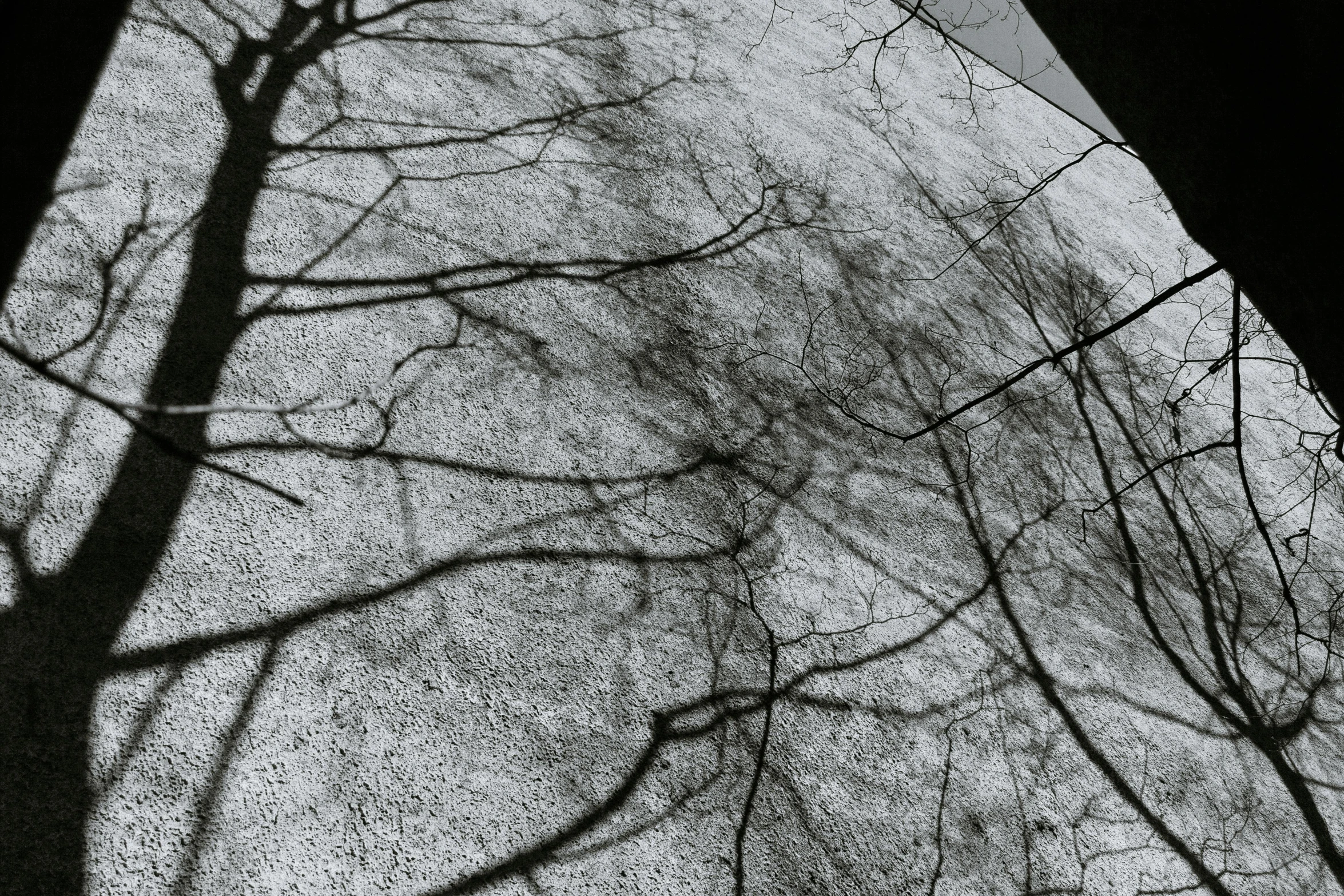 a black and white photo of a tree with no leaves, a black and white photo, unsplash, conceptual art, lying on an abstract, shadows from trees, shot from roofline, moonlight grey