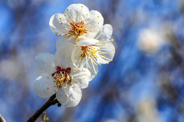 a close up of a flower on a tree, profile image, fruit trees, thumbnail