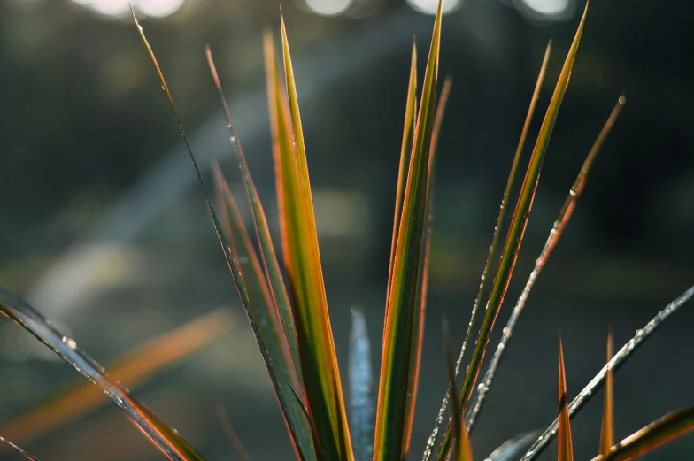 a close up of a plant with water droplets on it, unsplash, hurufiyya, long metal spikes, warmly lit, multicoloured, tropical foliage