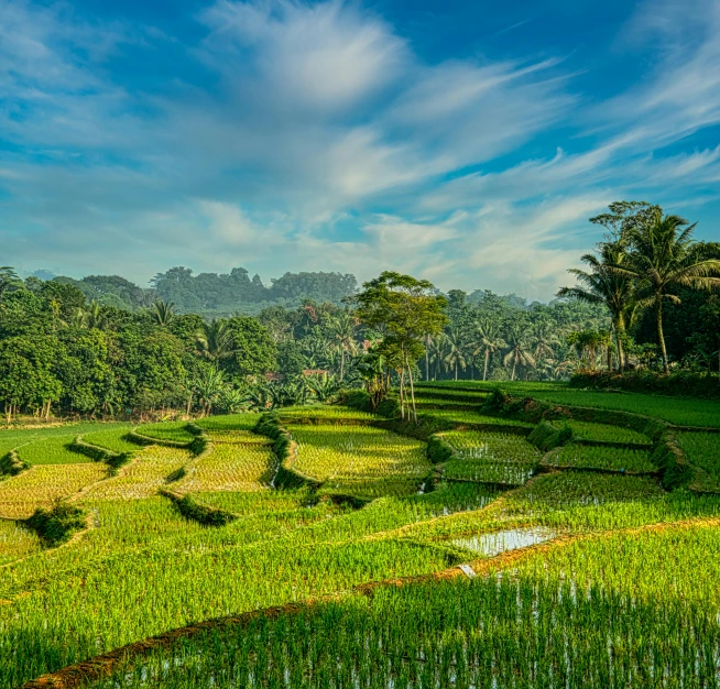 a lush green rice field with trees in the background, by Dan Content, pexels contest winner, sumatraism, blue sky, staggered terraces, late afternoon light, slide show