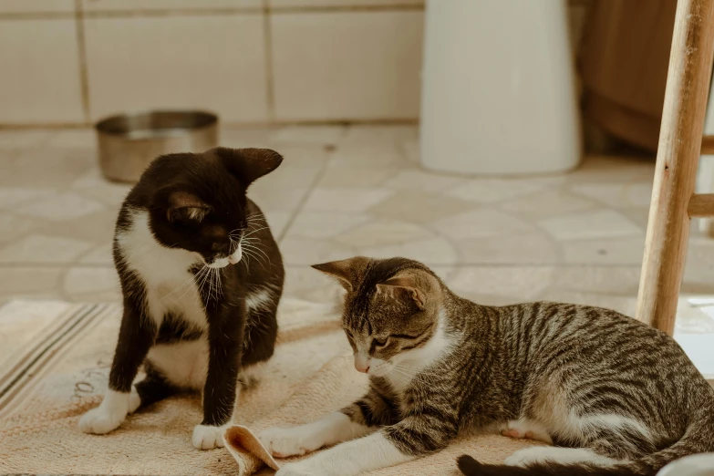 a couple of cats sitting on top of a rug, by Julia Pishtar, pexels contest winner, sickly, sitting on the floor, young and cute, essence