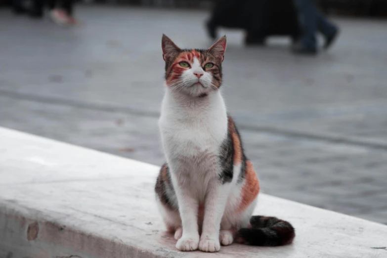 a cat that is sitting on a ledge, in front of a large crowd