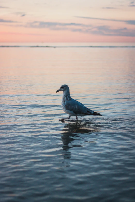 a bird that is standing in the water, on the beach during sunset, dylan kowalski, 8k 50mm iso 10, resting