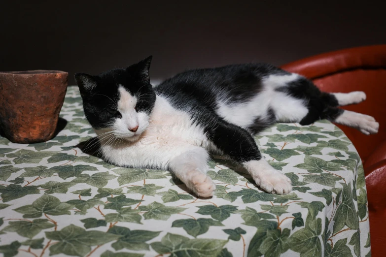 a black and white cat laying on top of a table, basil gogos, on a velvet table cloth, shot with sony alpha, ignant