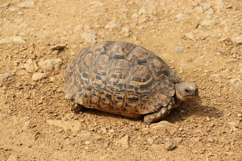 a close up of a turtle on a dirt ground, girih, no cropping, illustration », morocco