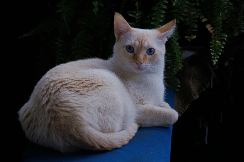 a white cat sitting on top of a blue table, on a wooden table